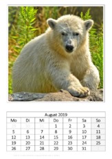 August_Eisbär_2.pdf